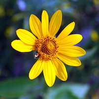 Imperfect flower imperfection