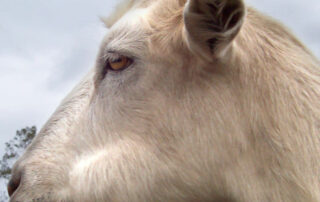 bad rap. obsession, goats