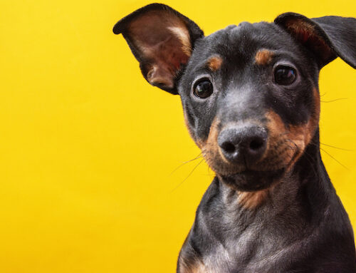 Unconditional Love? Try Listening Unconditionally