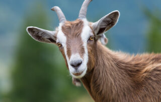 emotional resilience