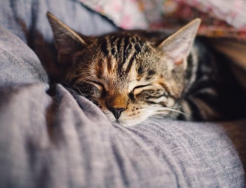 Your Sleep Rhythms: Understanding the Patterns That Shape Your Rest