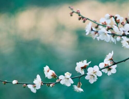 Mind–Body Practices in Everyday Life